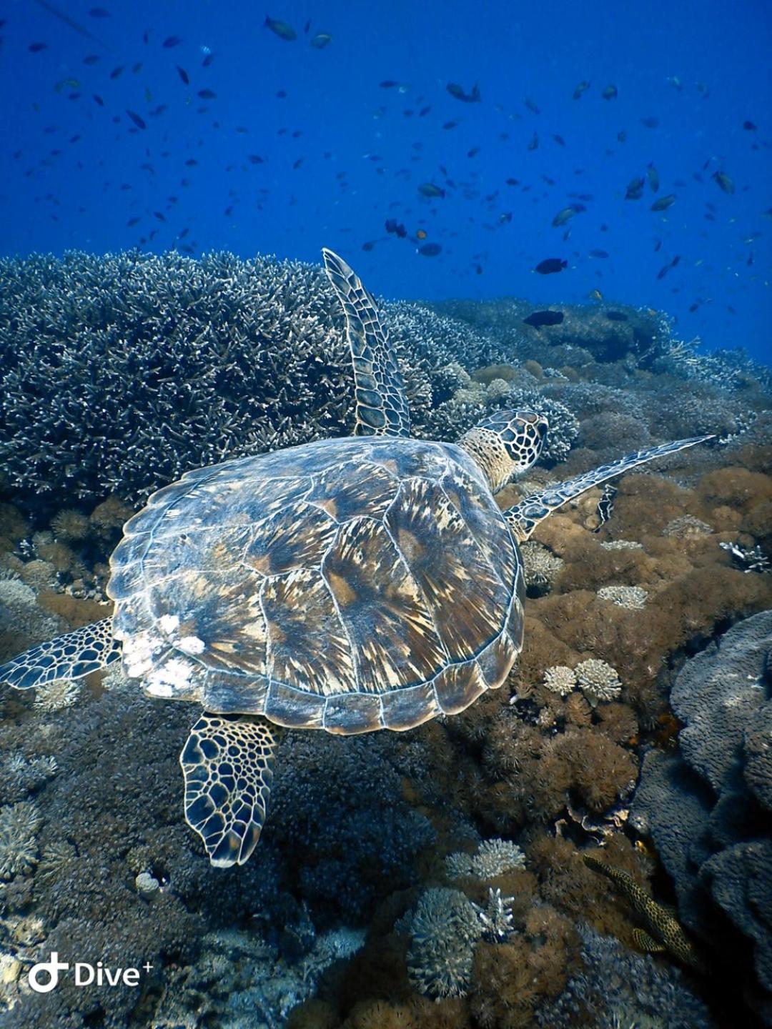 Samsara Penida Villa Nusa Penida Exterior foto